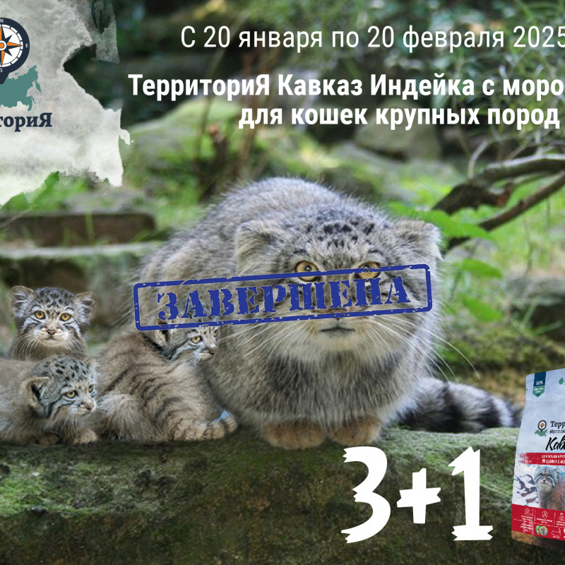 ТерриториЯ: акция 3 + 1 в подарок