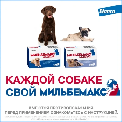 Мильбемакс (Elanco) 2таб. антигельминтик для собак более 5кг, 1таб./5-25кг (ЛИЦЕНЗИЯ) фото
